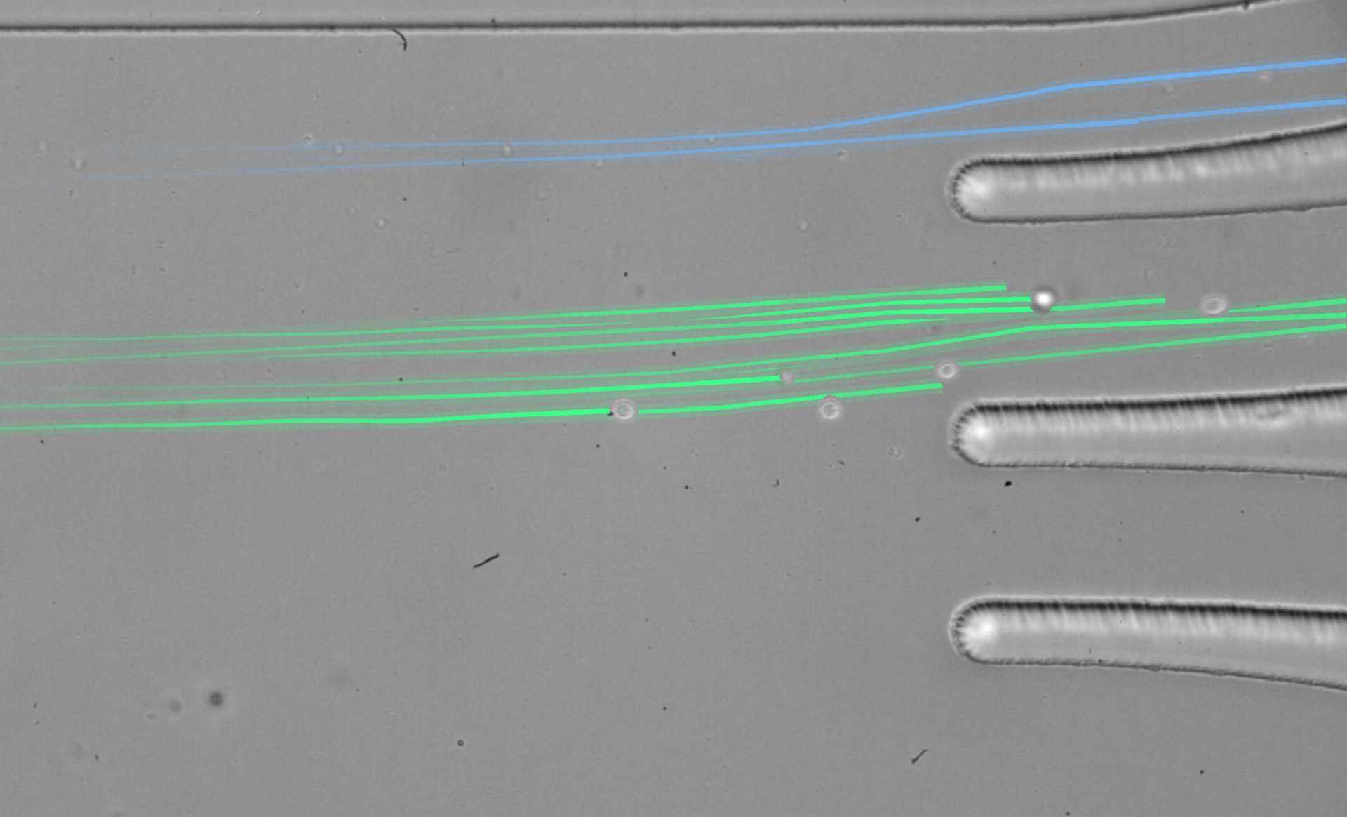Real grayscale microscopy footage shows a culture-medium sample spiked with white blood cells and cancer cells flowing left to right through the Labyrinth chip, with white blood cells directed to outlet 1, cancer cells to outlet 2, and larger cells and clusters to outlet 3.